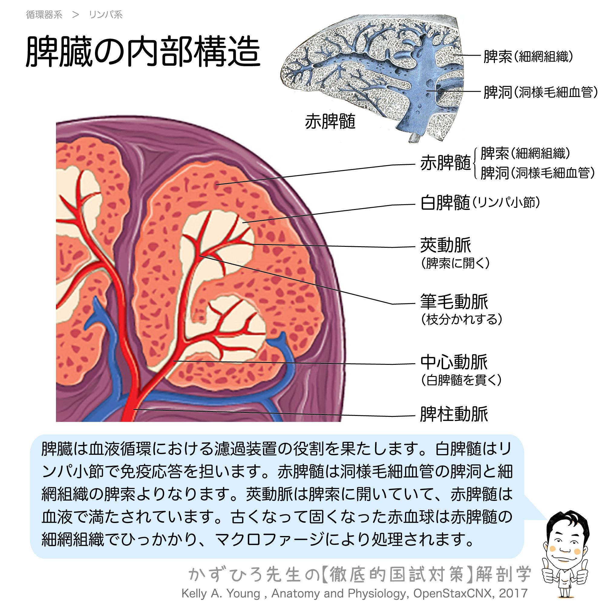 脾臓の内部構造 赤脾髄と白脾髄 徹底的解剖学