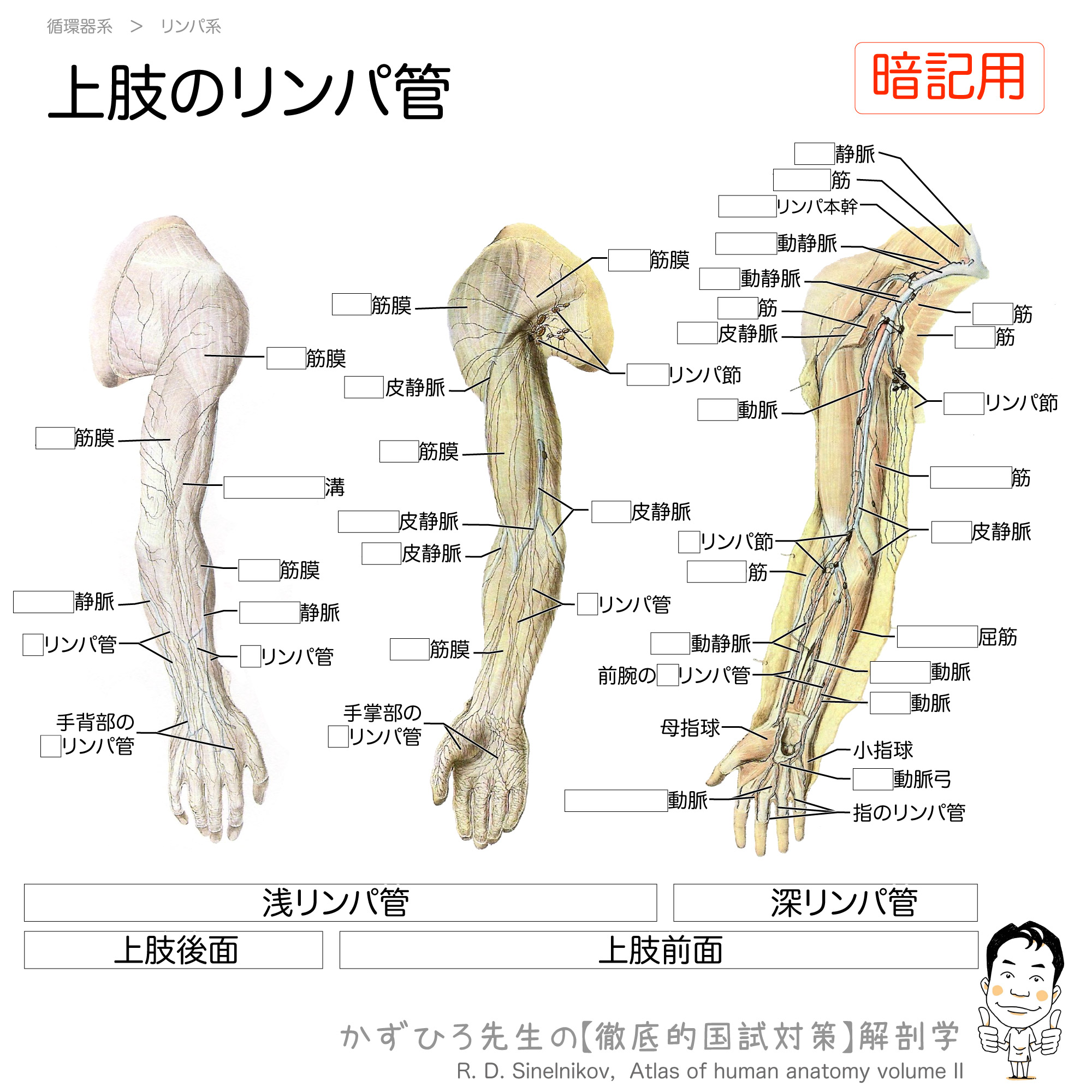 上肢のリンパ管と腋窩リンパ節 徹底的解剖学