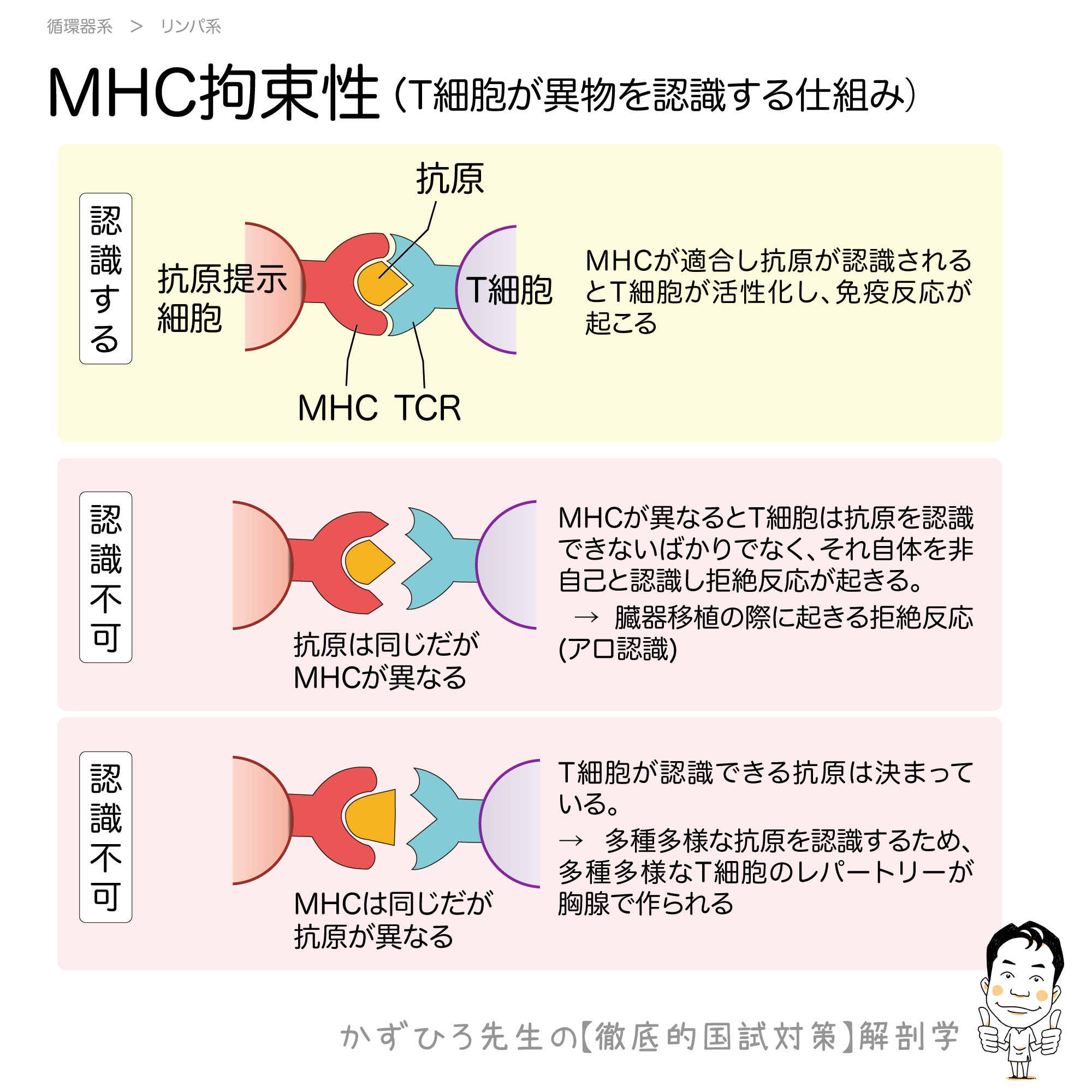 Mhc拘束性 T細胞が異物を認識する仕組み 徹底的解剖学