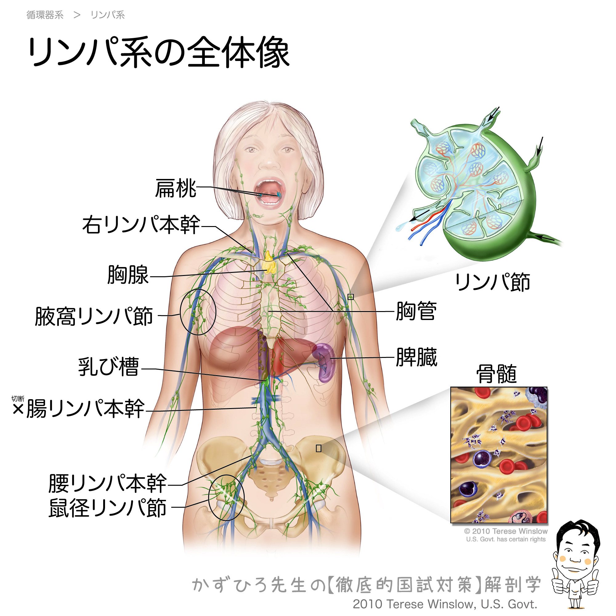 リンパ系とは リンパ系の全体像 徹底的解剖学
