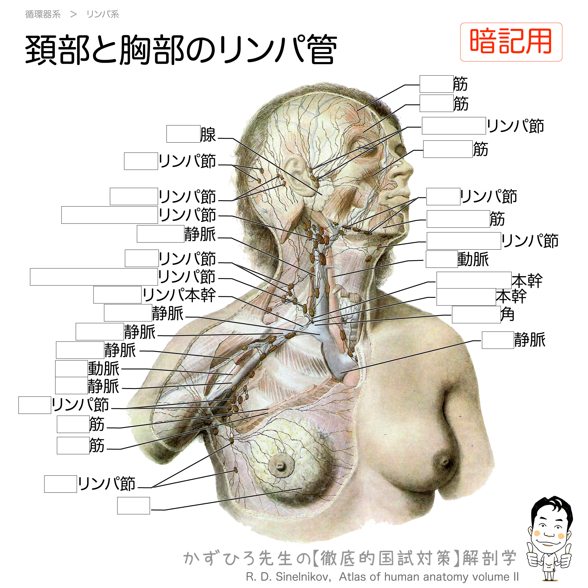 頚部と胸部のリンパ管 徹底的解剖学