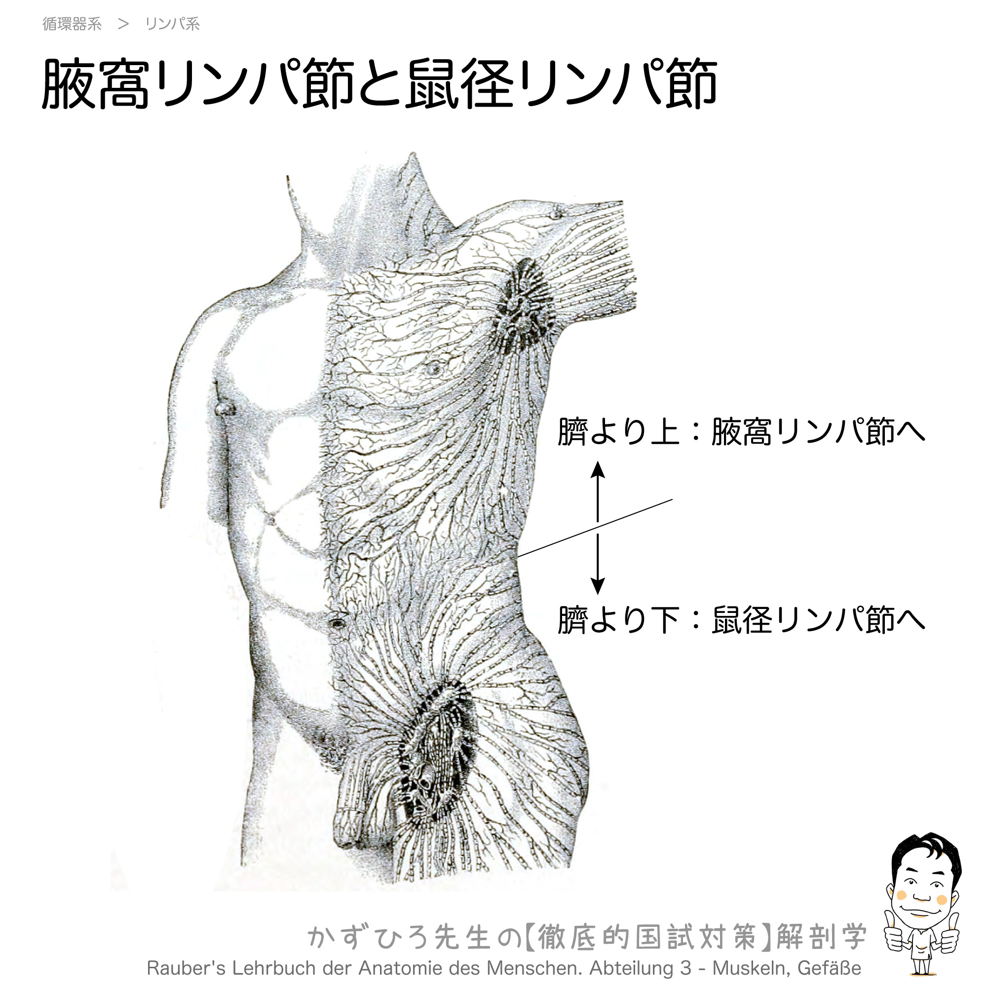 腋窩リンパ節と鼠径リンパ節 徹底的解剖学