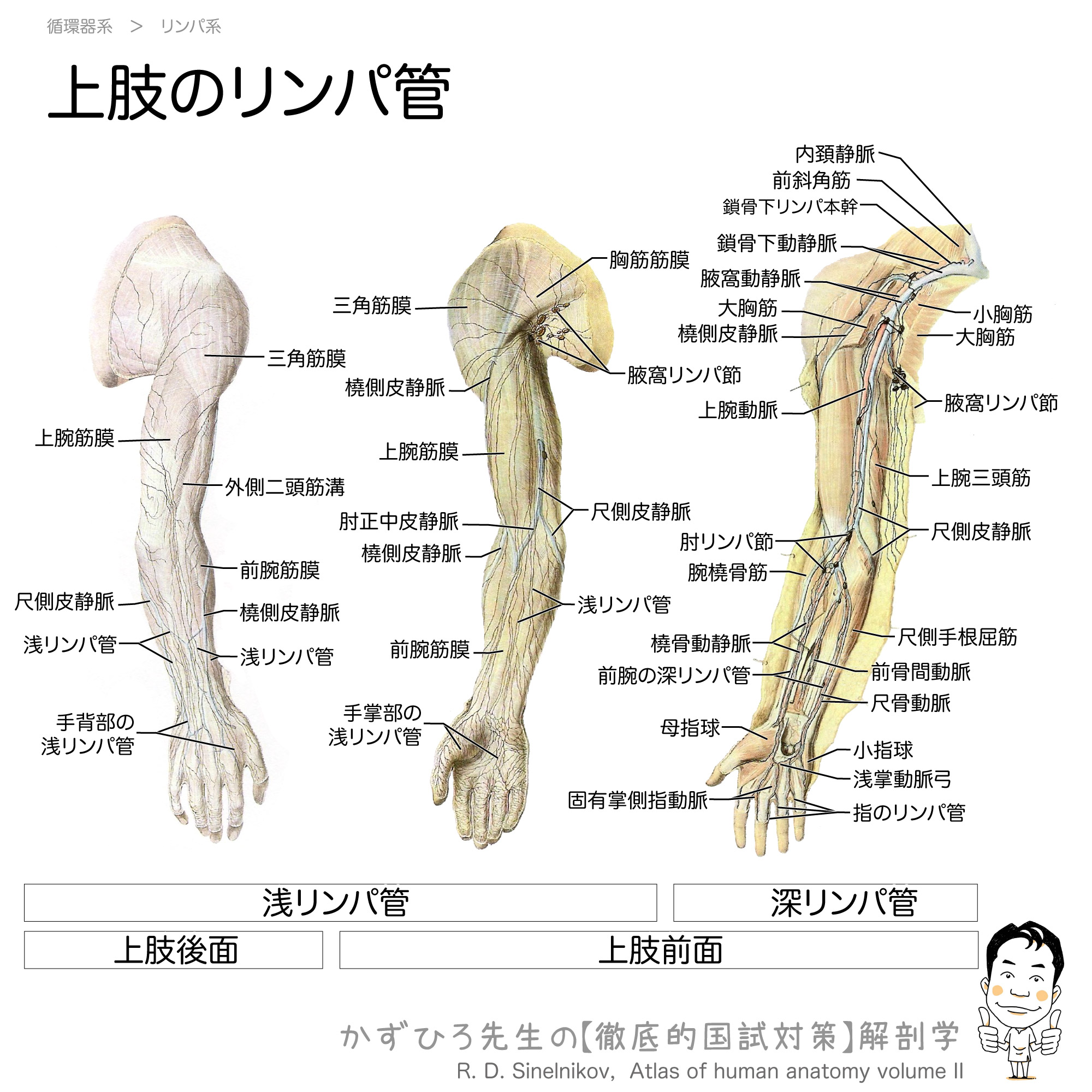 上肢のリンパ管と腋窩リンパ節 徹底的解剖学