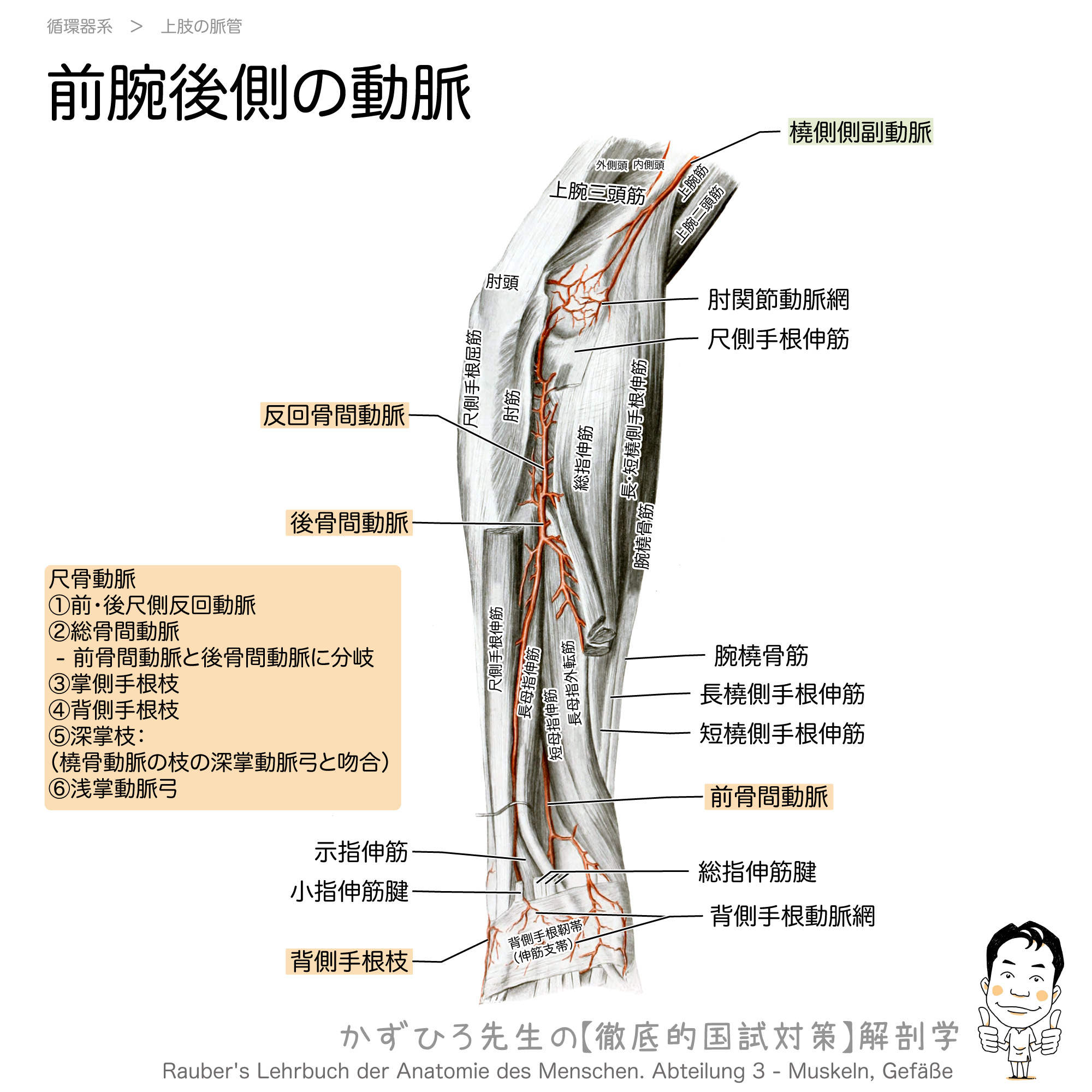 肘 前腕後側の動脈と筋 徹底的解剖学