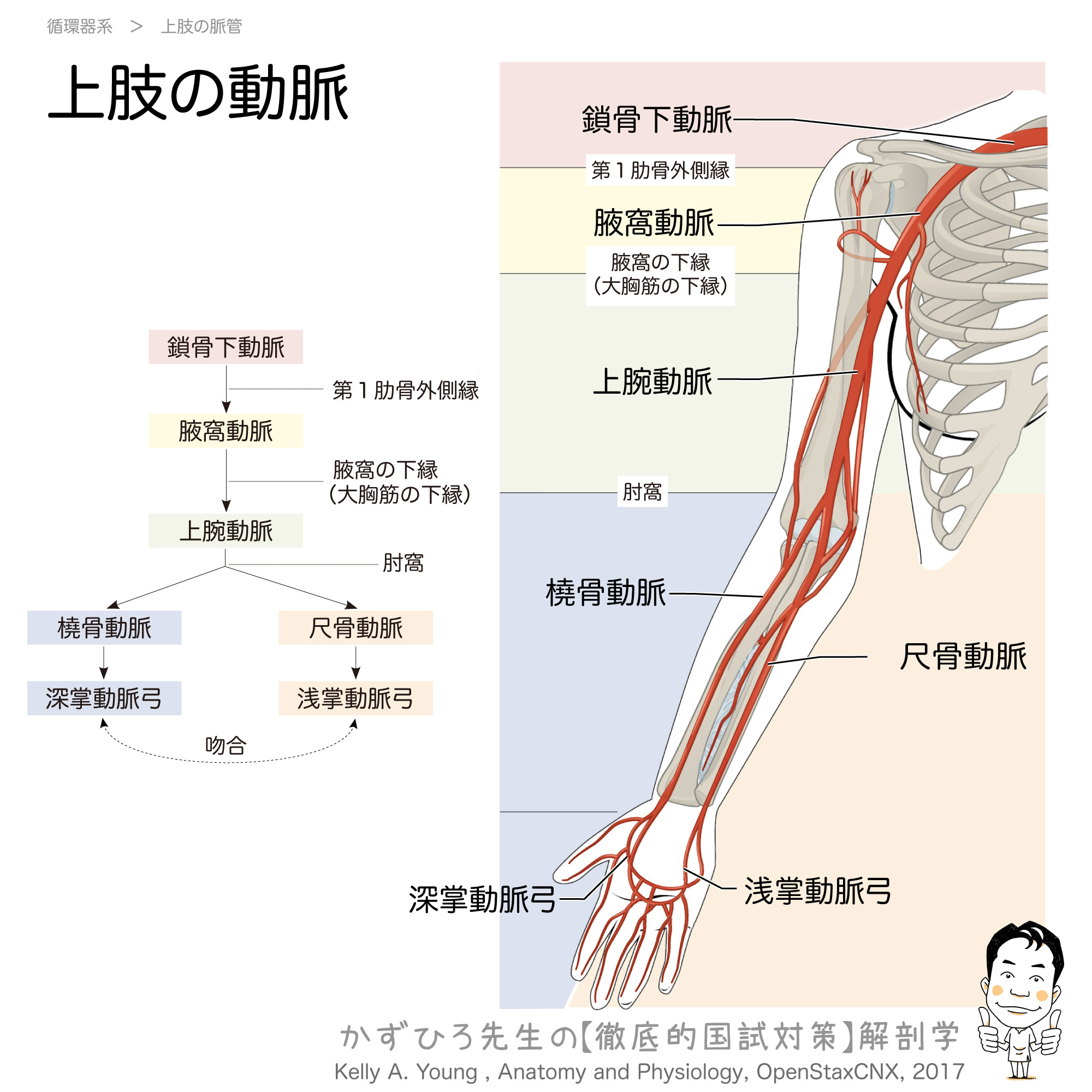上肢の動脈 概略 徹底的解剖学