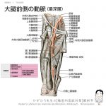 大腿部の動脈（大腿動脈・大腿深動脈と膝窩動脈）
