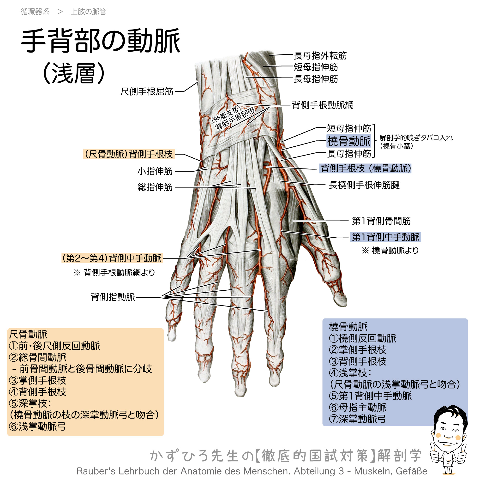 图7-29 手背侧的肌肉、腱鞘和血管-基础医学-医学