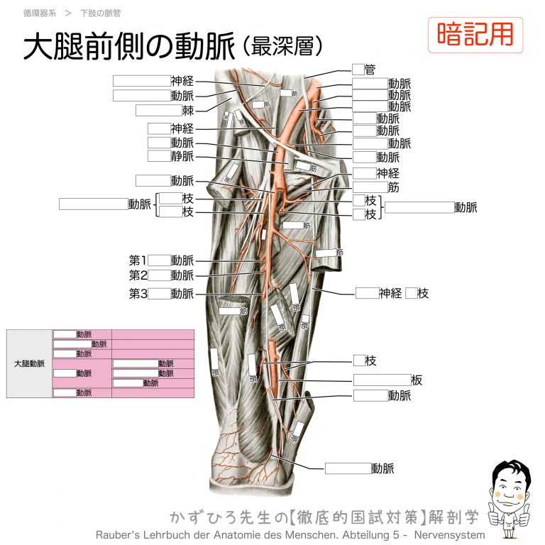 大腿部の動脈（大腿動脈・大腿深動脈と膝窩動脈）