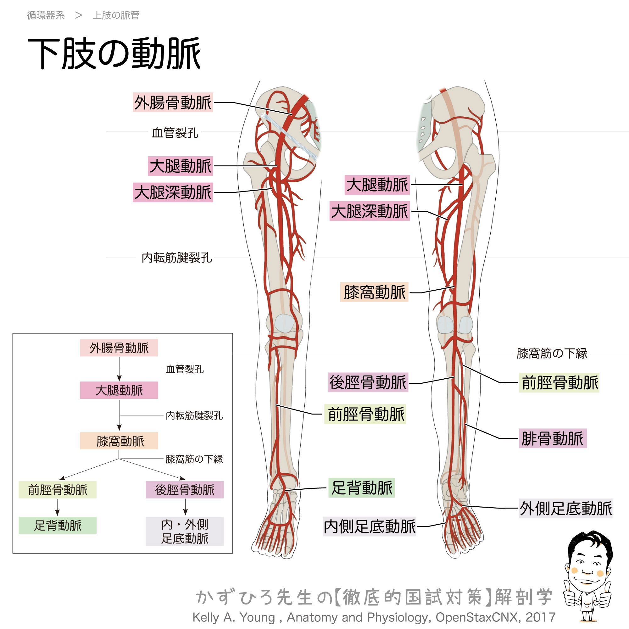 下肢の動脈 チャート 徹底的解剖学