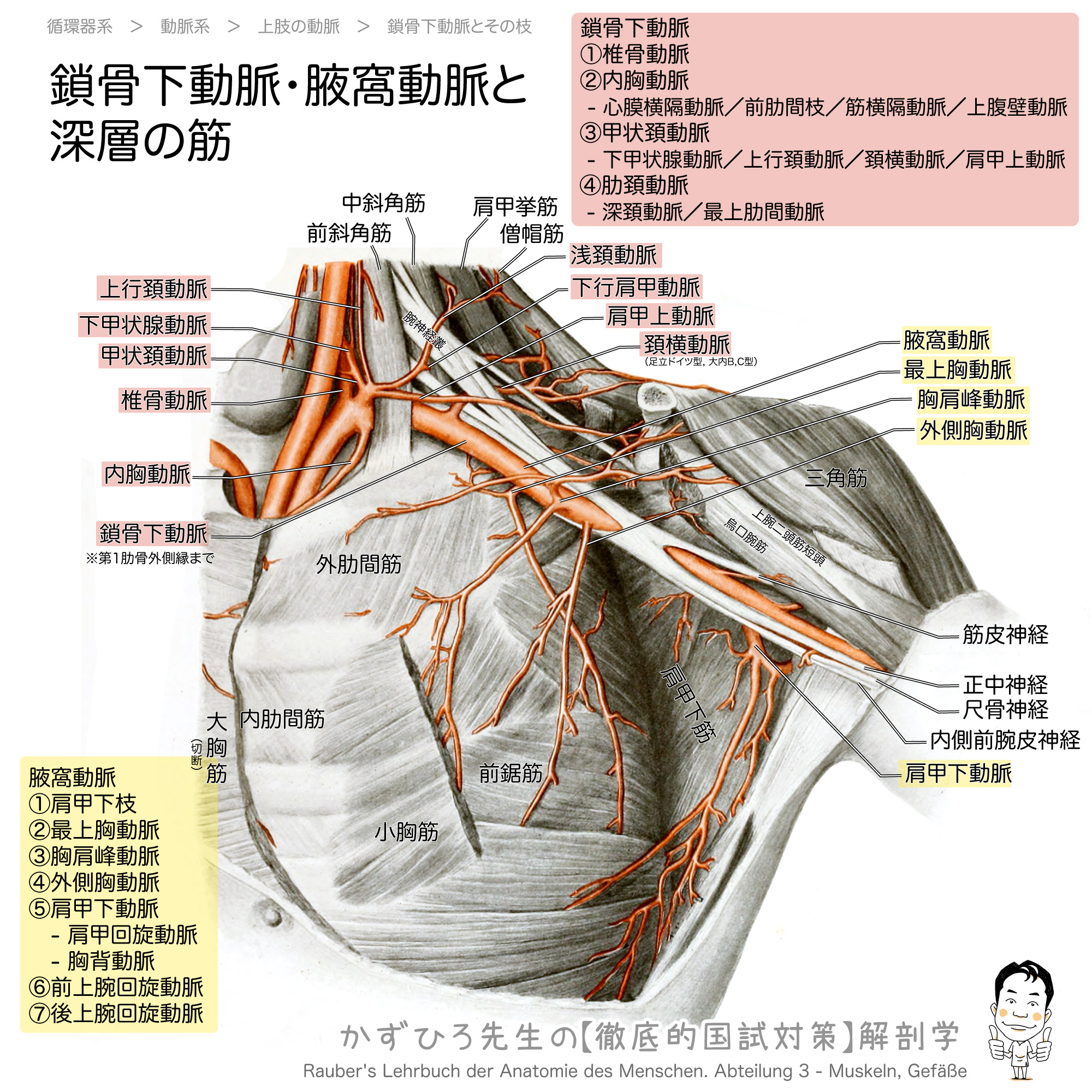 鎖骨下動脈 腋窩動脈の走行と筋 徹底的解剖学