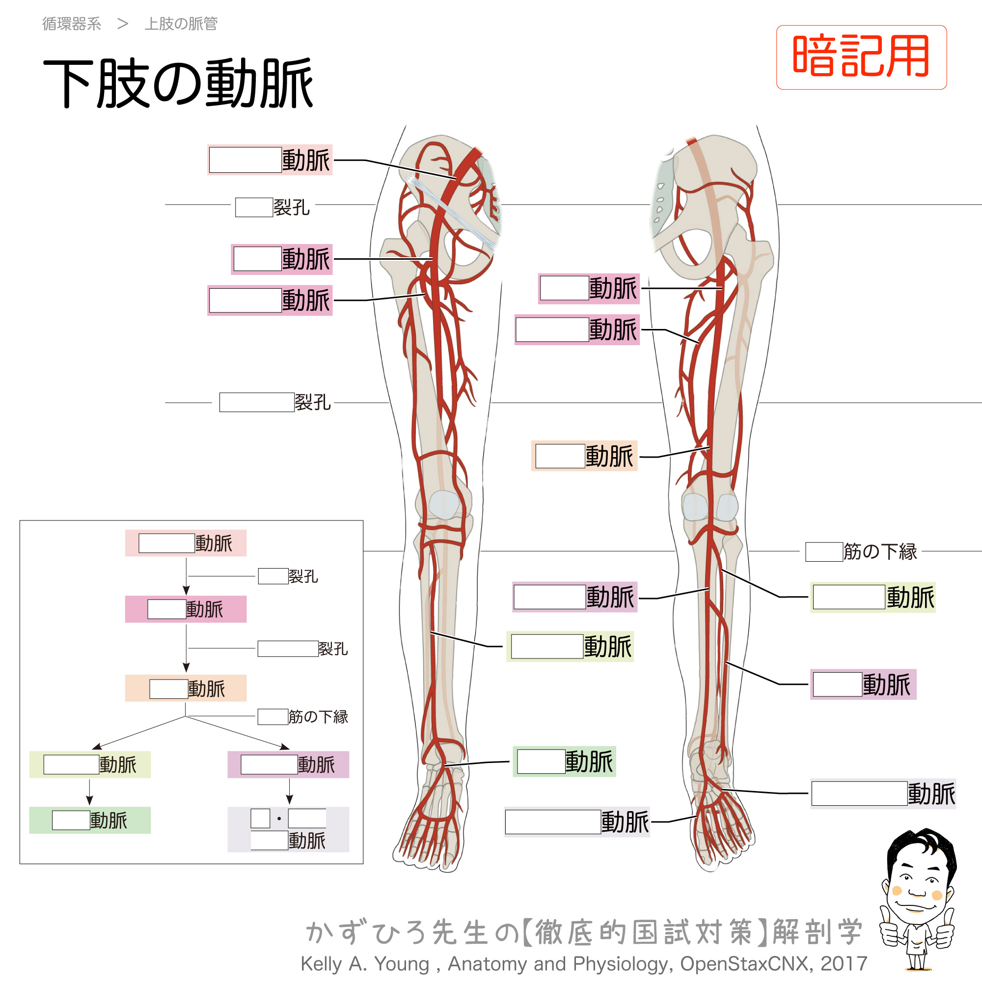 下肢の動脈 チャート 徹底的解剖学