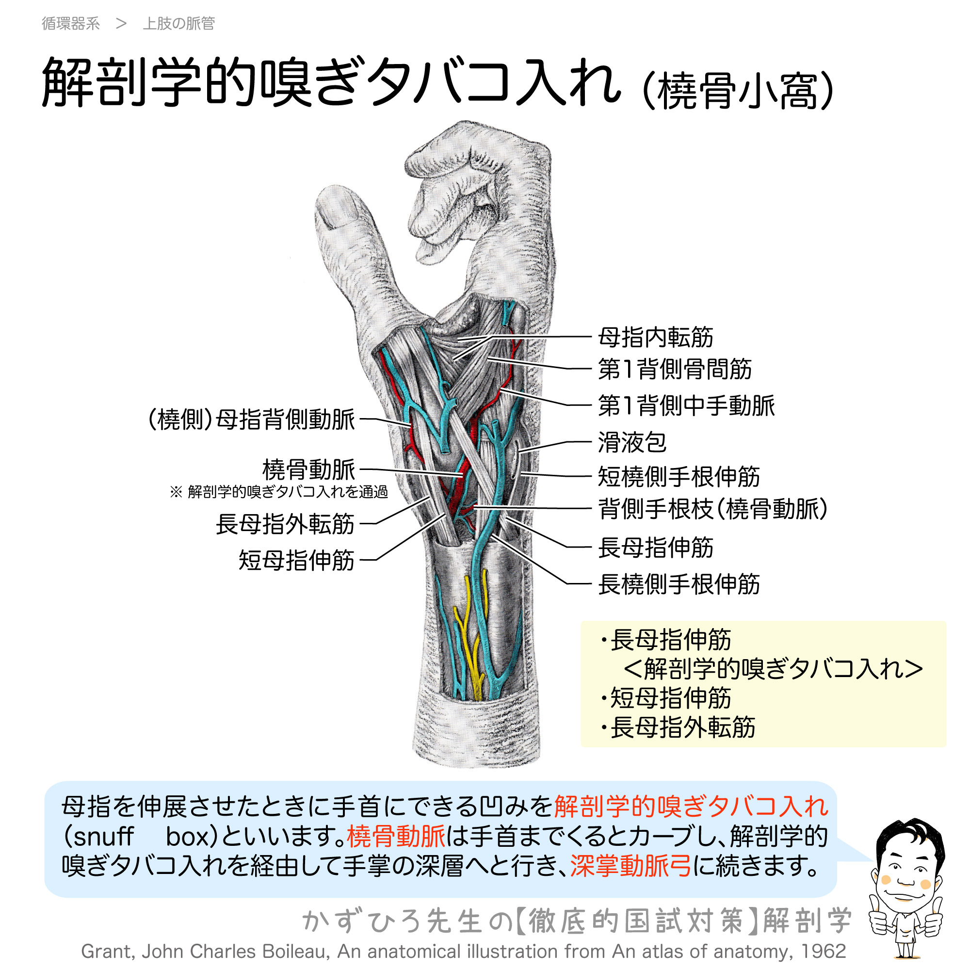 解剖学的嗅ぎタバコ入れの構成と橈骨動脈 徹底的解剖学