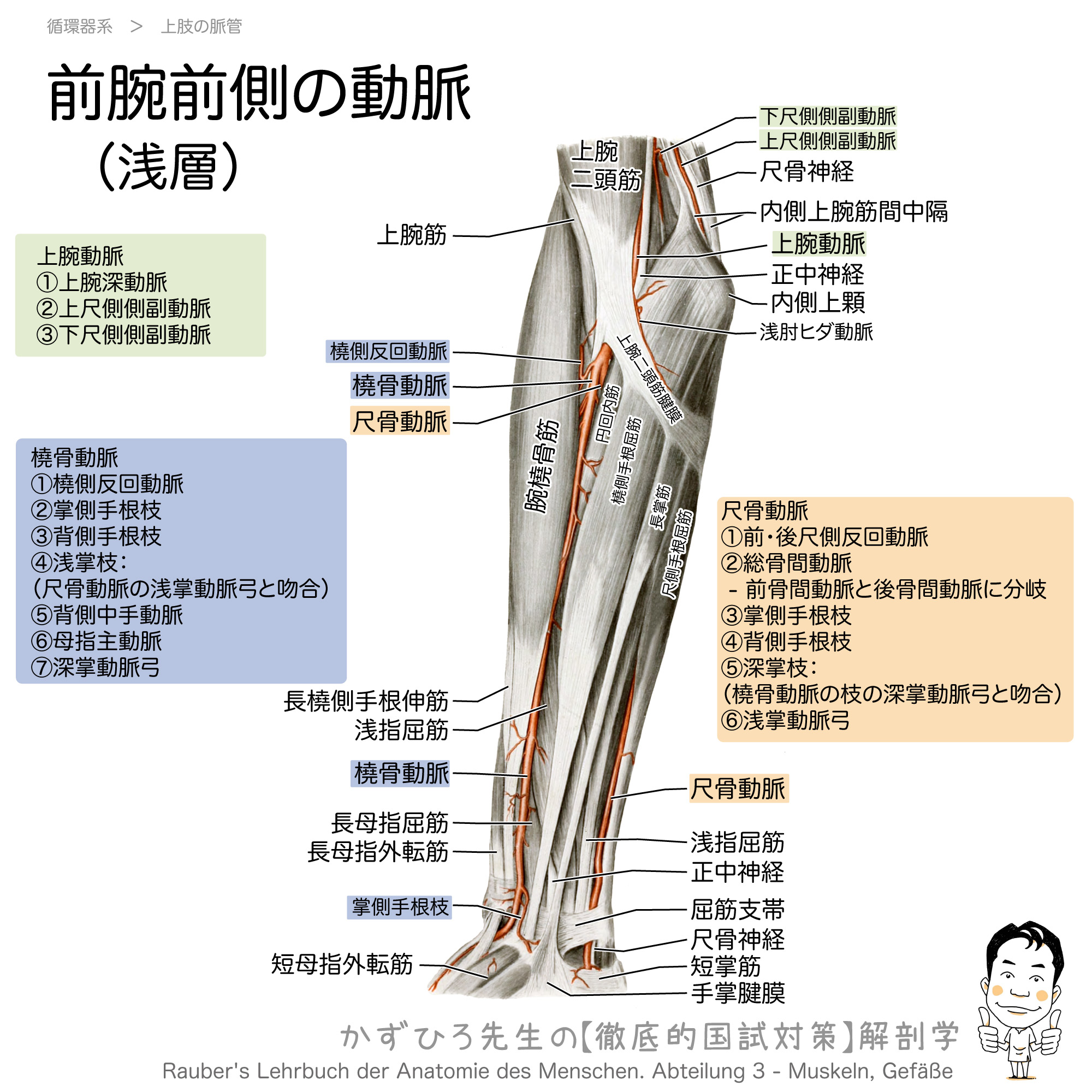 前腕前側部の動脈と筋 浅層 徹底的解剖学