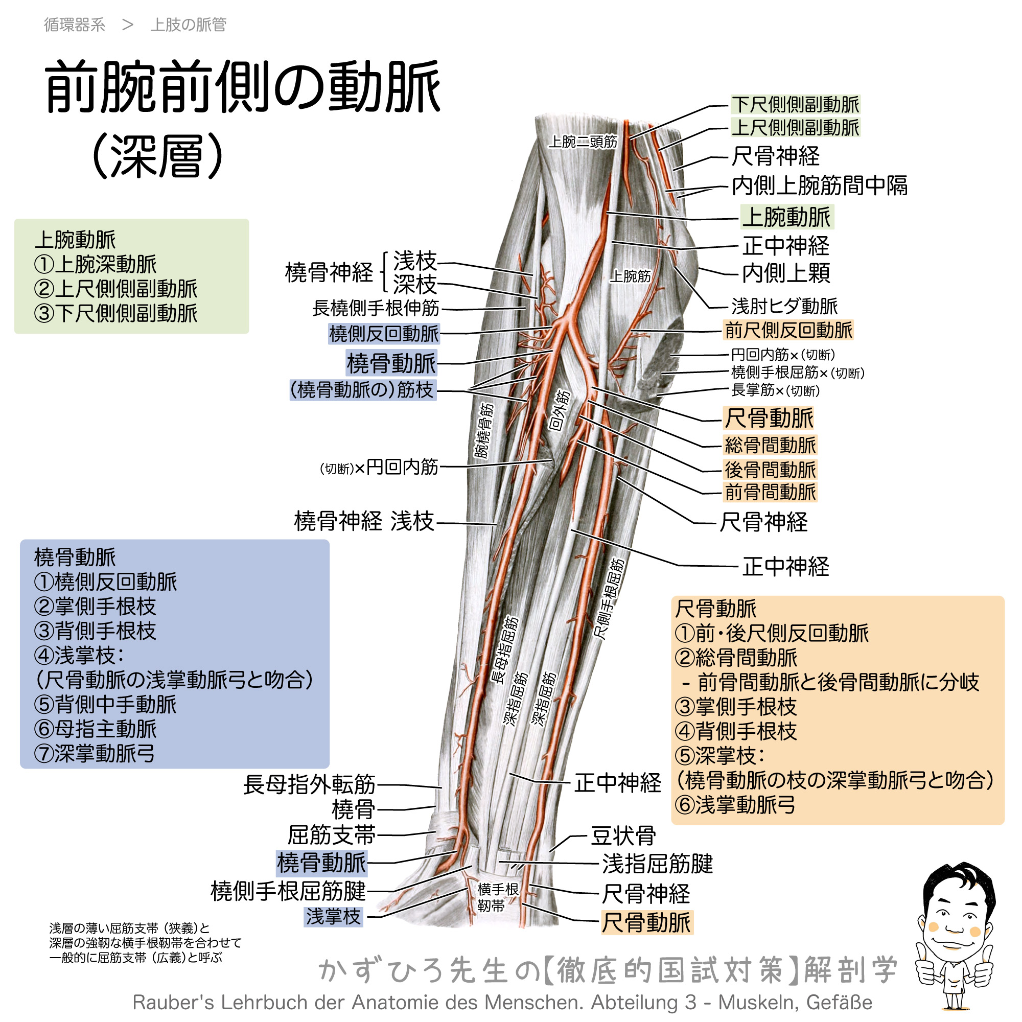 群 前腕 筋 前腕の回内に作用する筋肉の種類とその起始・停止・支配神経・拮抗筋を解説