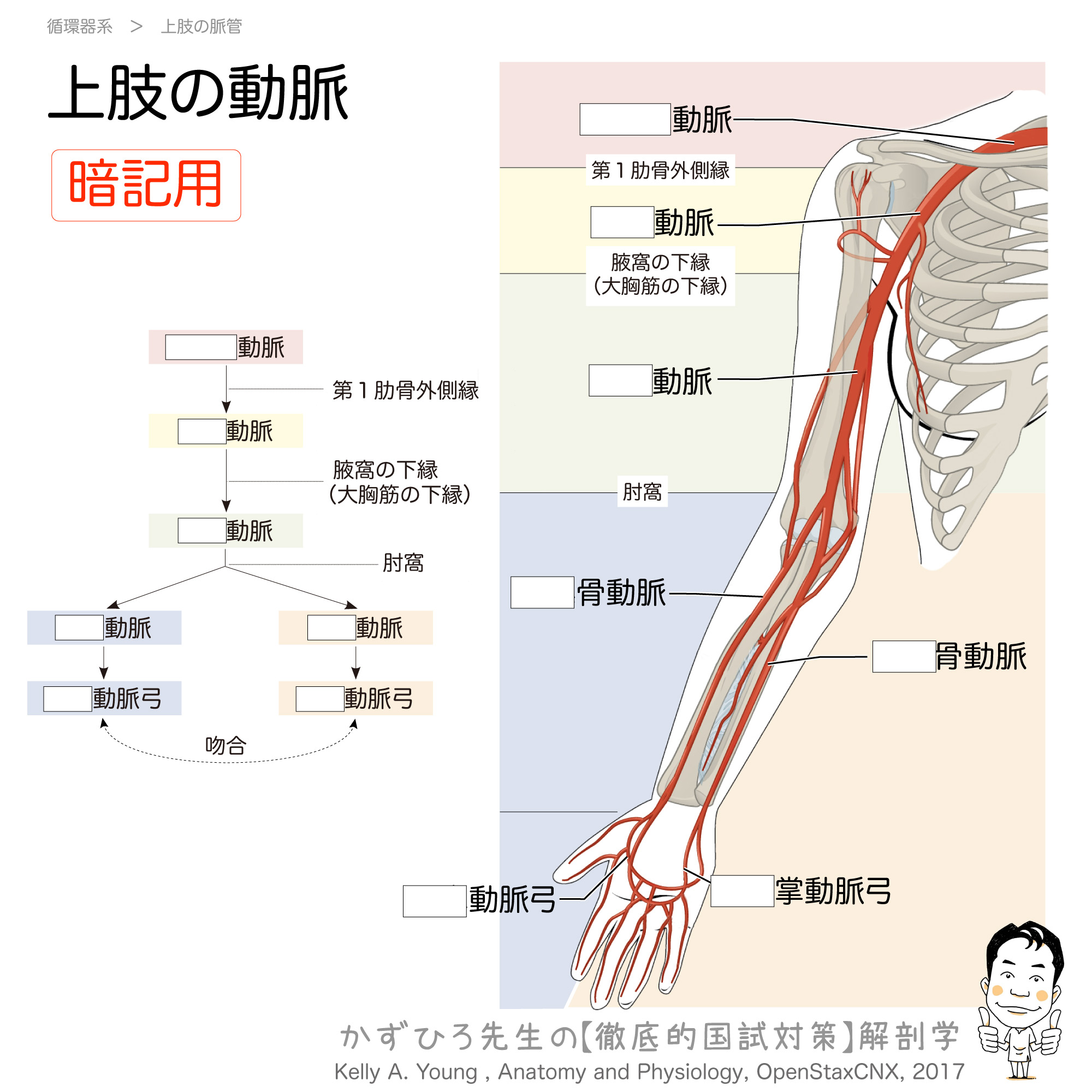 上肢の動脈 概略 徹底的解剖学