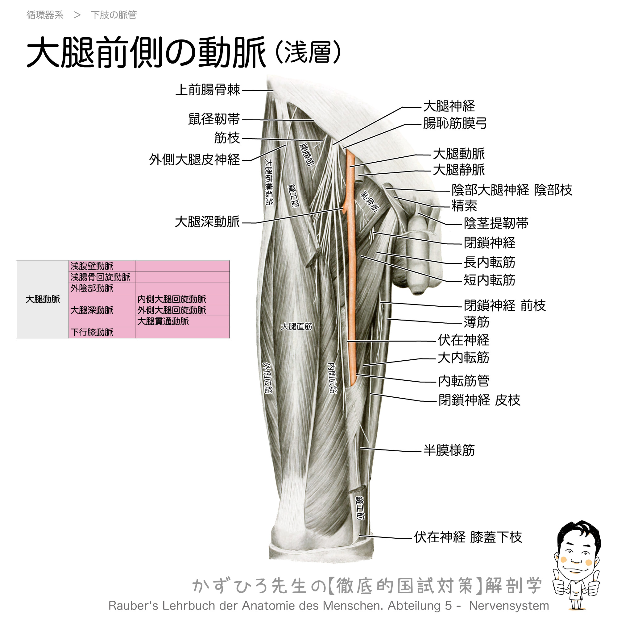 大腿部の動脈 大腿動脈 大腿深動脈と膝窩動脈 徹底的解剖学