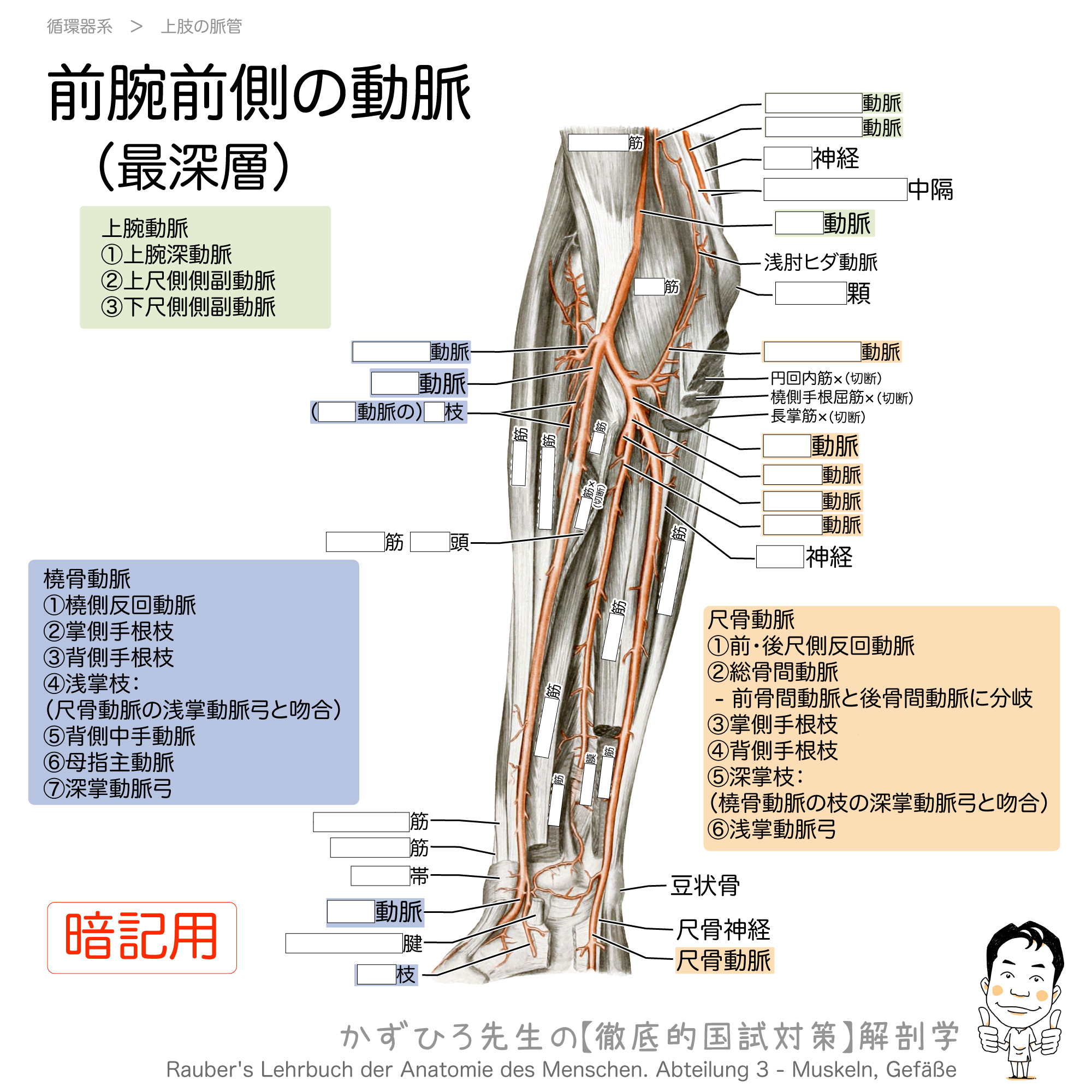 前腕前側部の動脈と筋 最深層 徹底的解剖学
