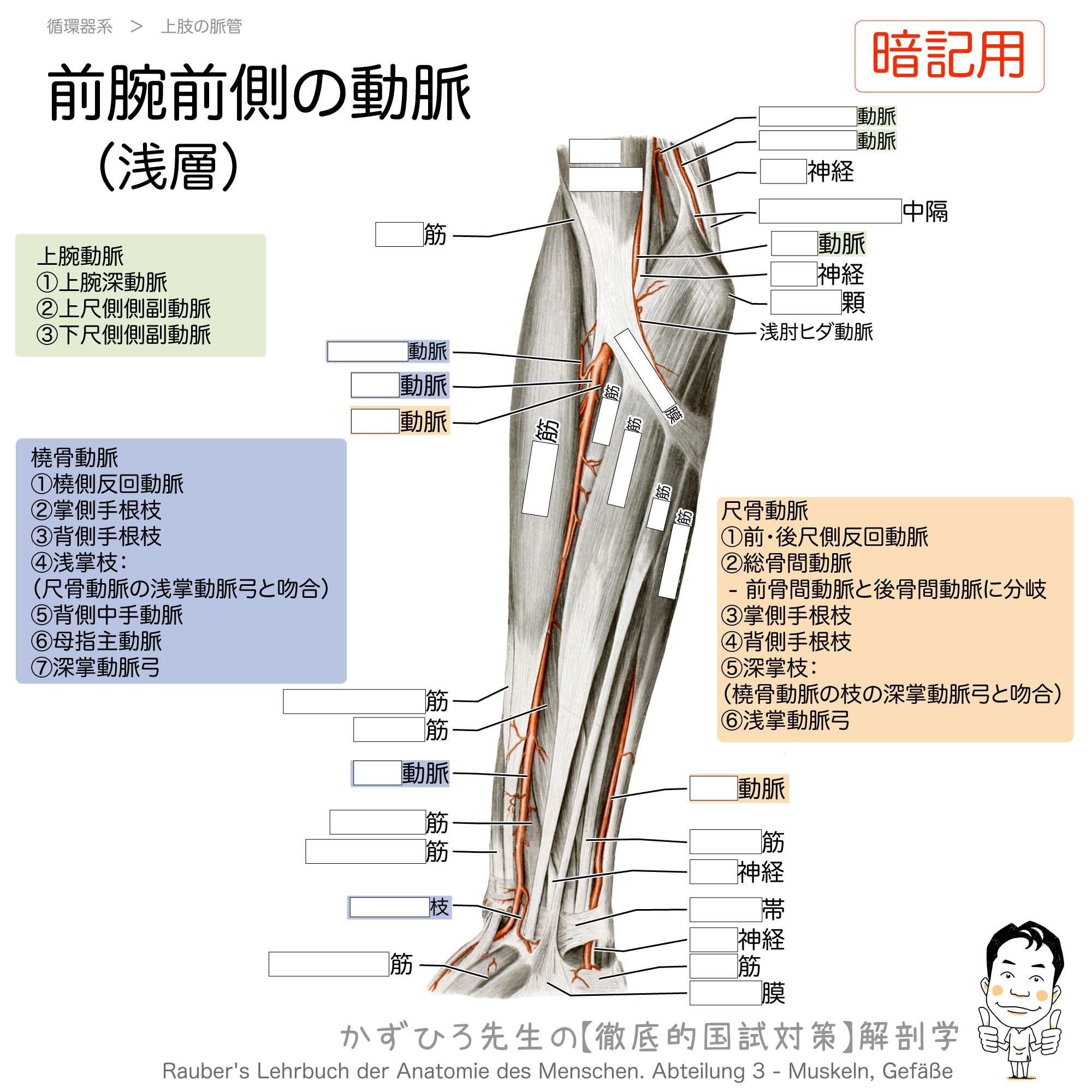 腕 の 筋肉 解剖 図