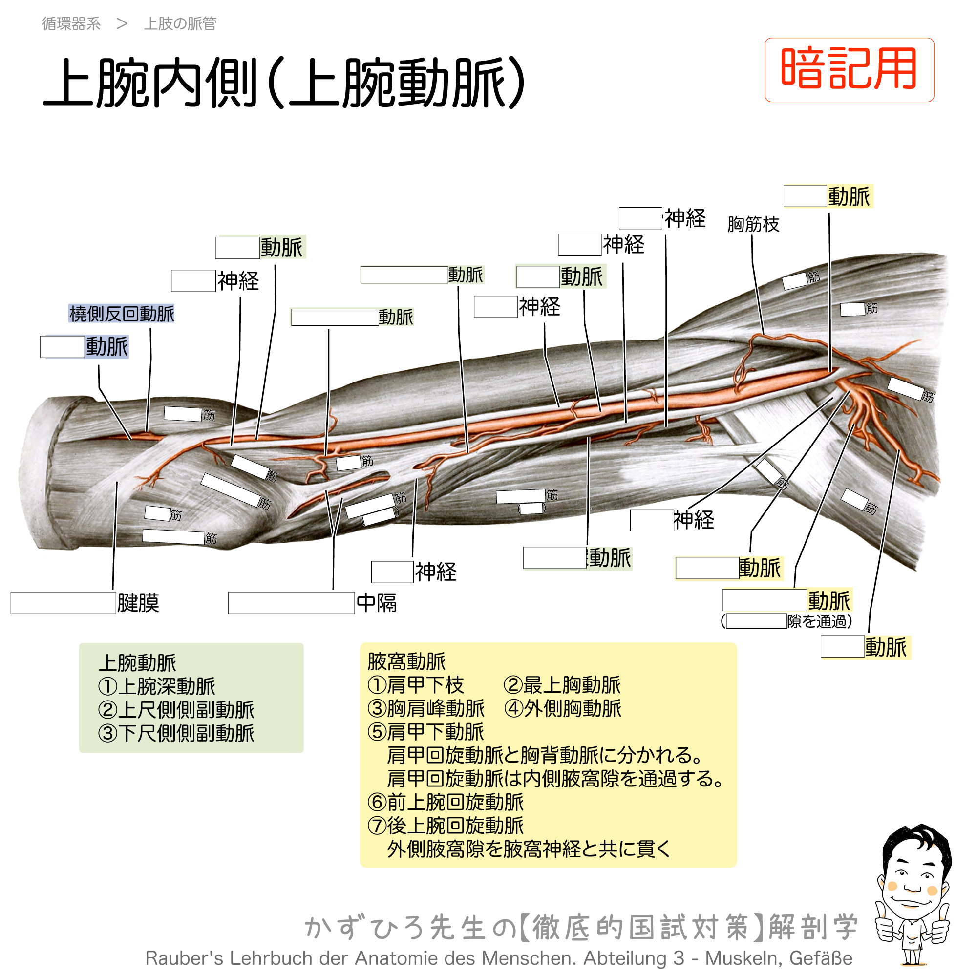 上腕内側部の動脈と筋 徹底的解剖学