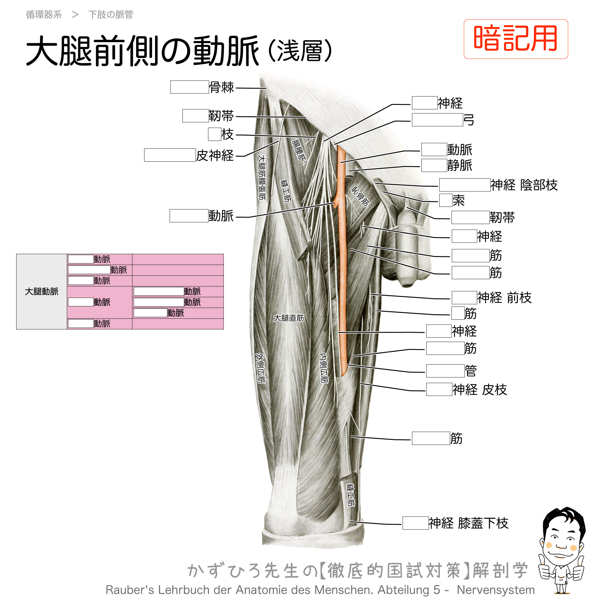 大腿前側の動脈（浅層）：大腿動脈と大腿神経（暗記用）