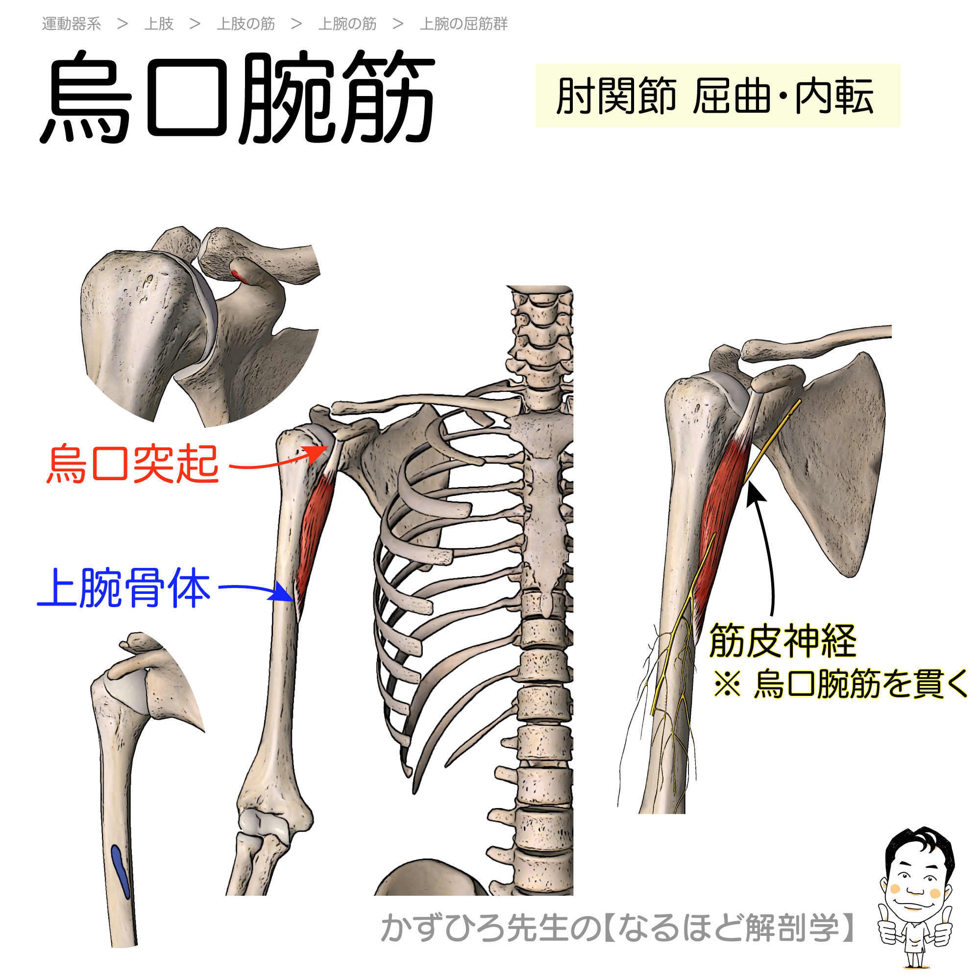 烏口腕筋の起始 停止 Coracobrachial 徹底的解剖学