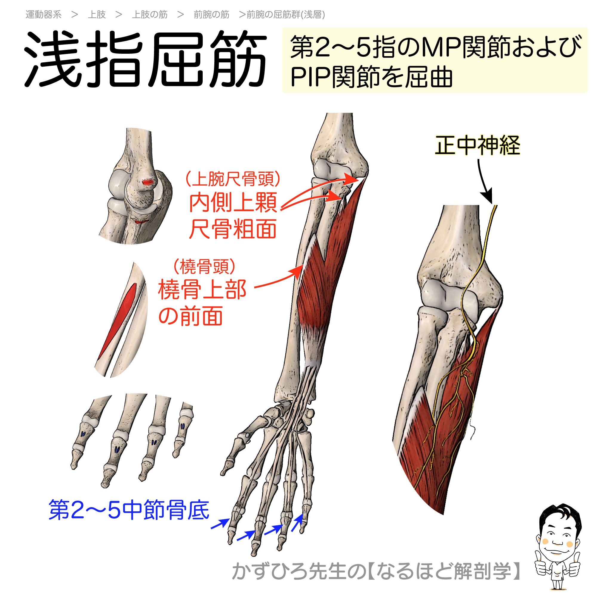 屈筋 支 帯 と は