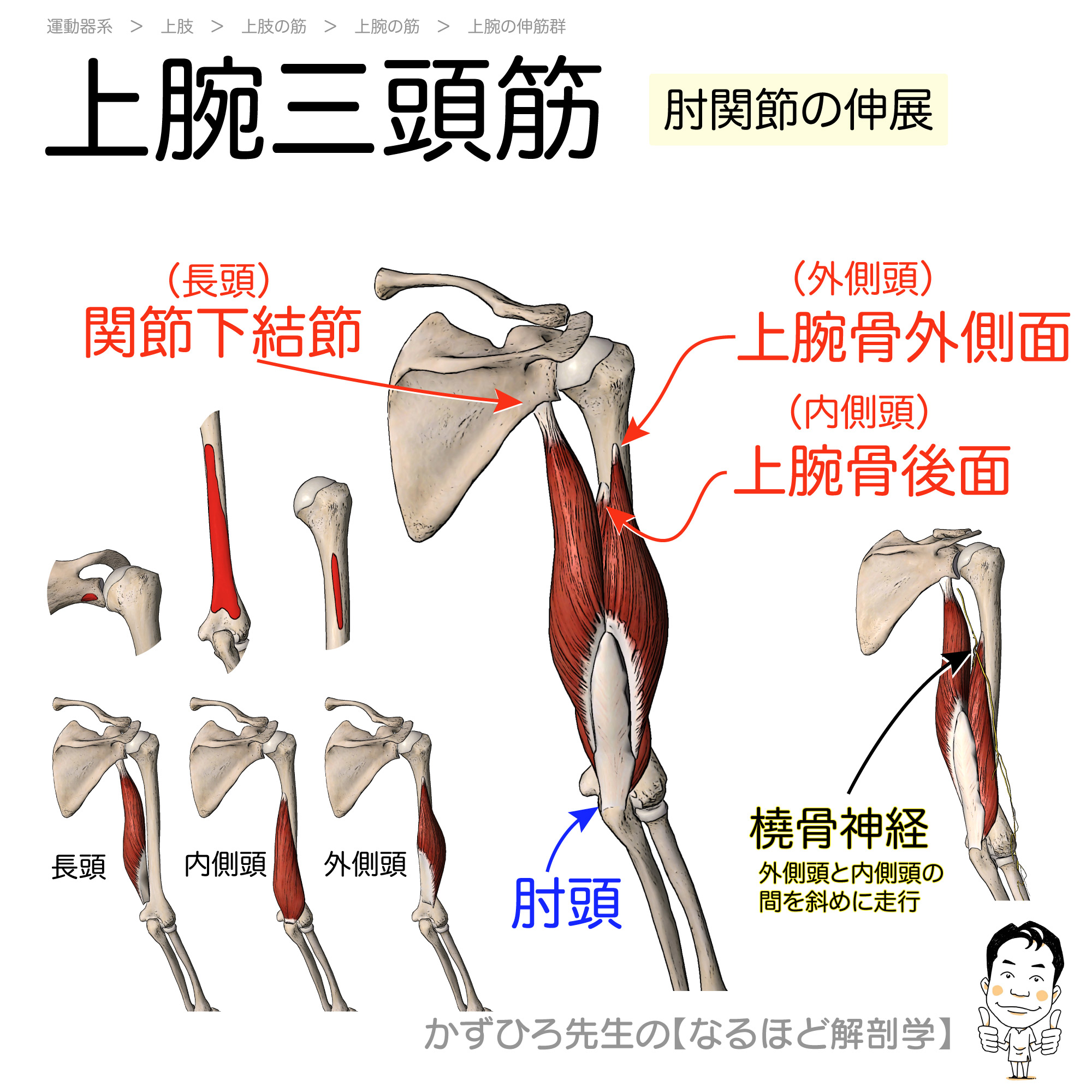 上腕 三 頭 筋 痛み 腕 が 上がら ない