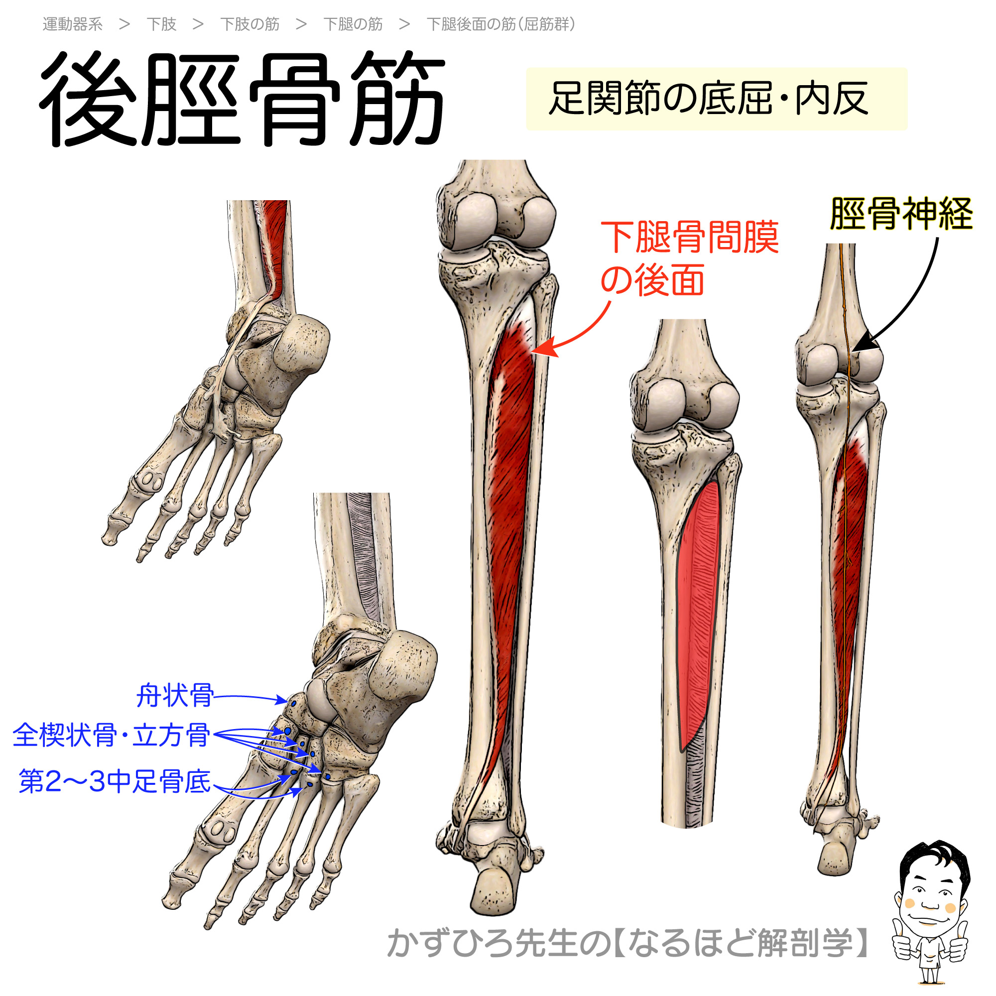 後脛骨筋の起始 停止 支配神経 Tibialis Posterior 暗記用画像付き 徹底的解剖学