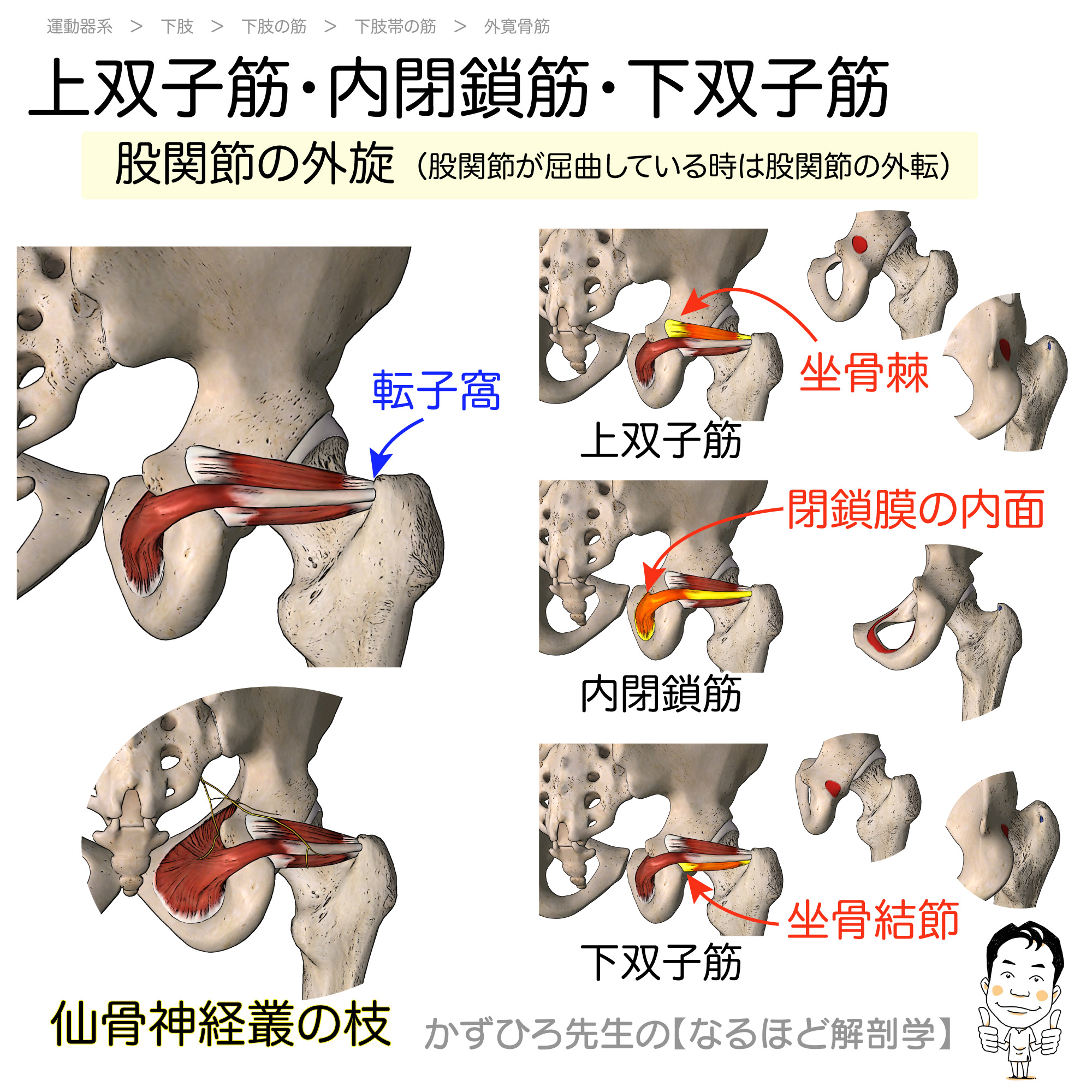 上双子筋 内閉鎖筋 下双子筋の起始 停止 Gemellus Obturator Internus 徹底的解剖学