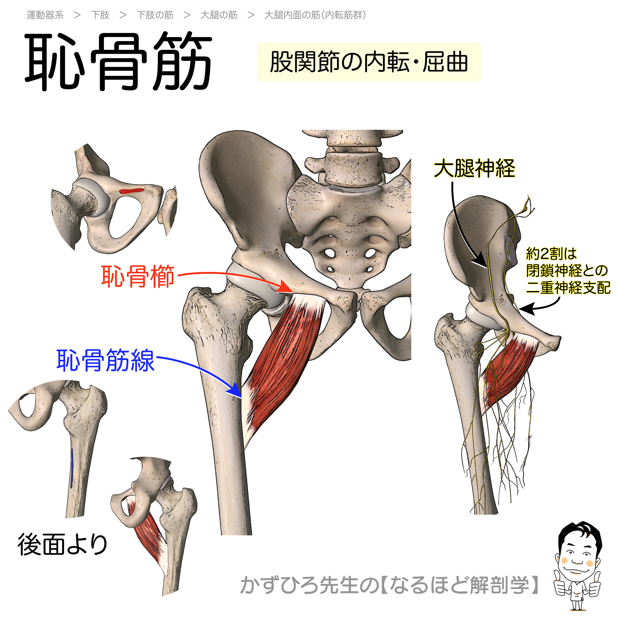 恥骨筋の起始 停止 支配神経 Pectineus 暗記用画像付き 徹底的解剖学