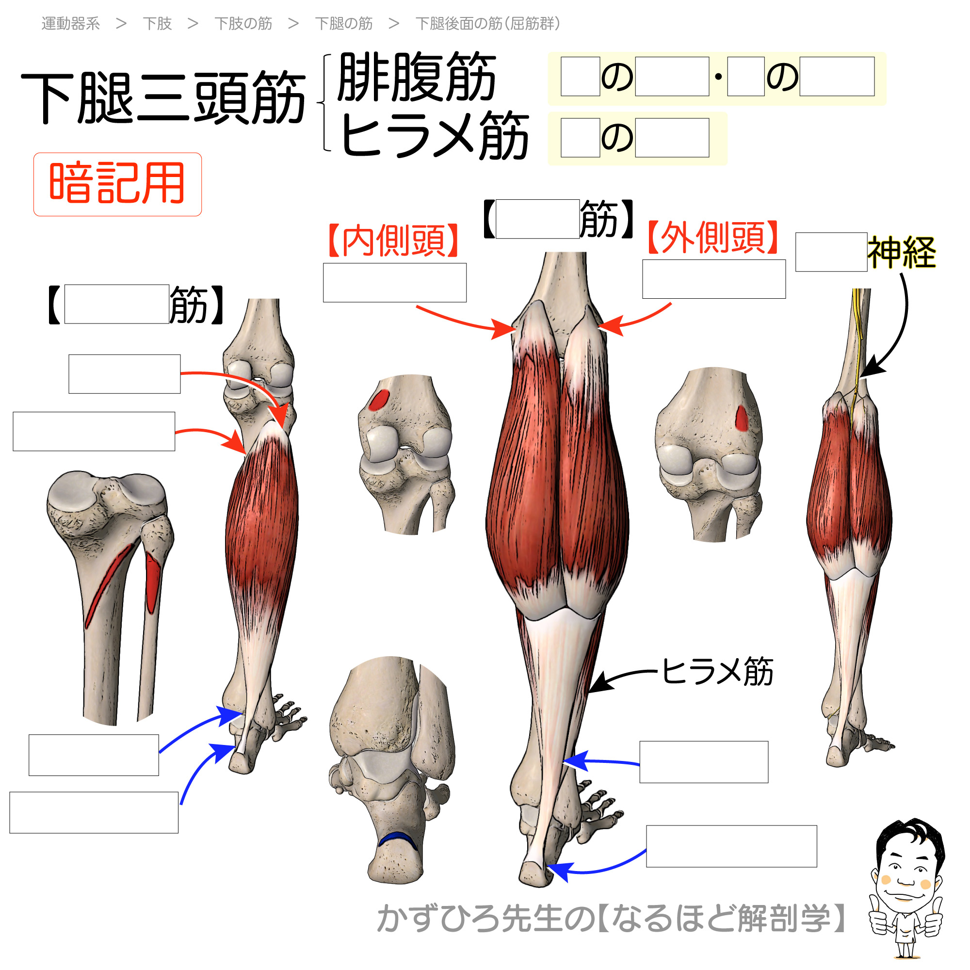 下腿三頭筋 腓腹筋 ヒラメ筋 の起始 停止 支配神経 Triceps Surae 暗記用画像付き 徹底的解剖学