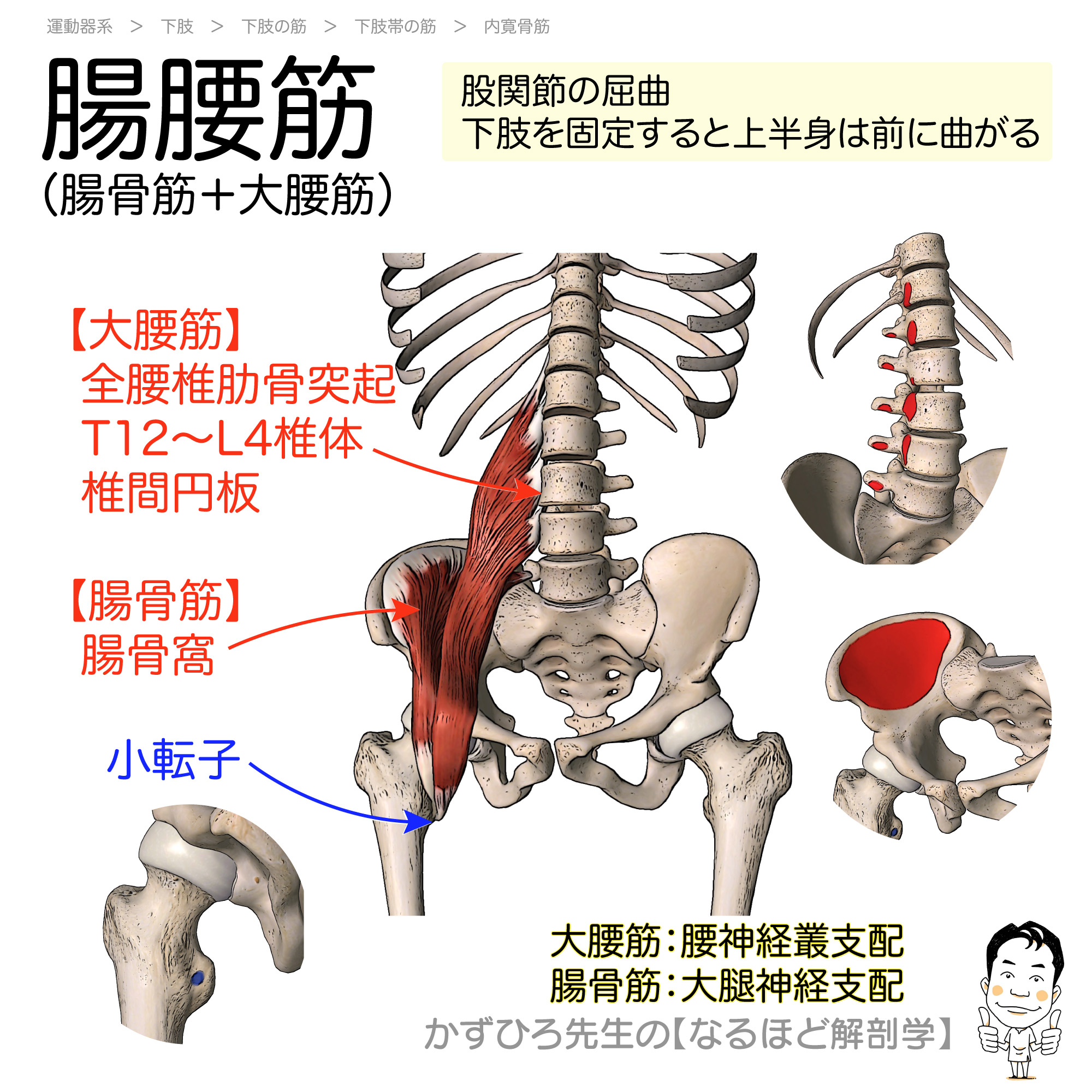 大 腰 筋 弱る と