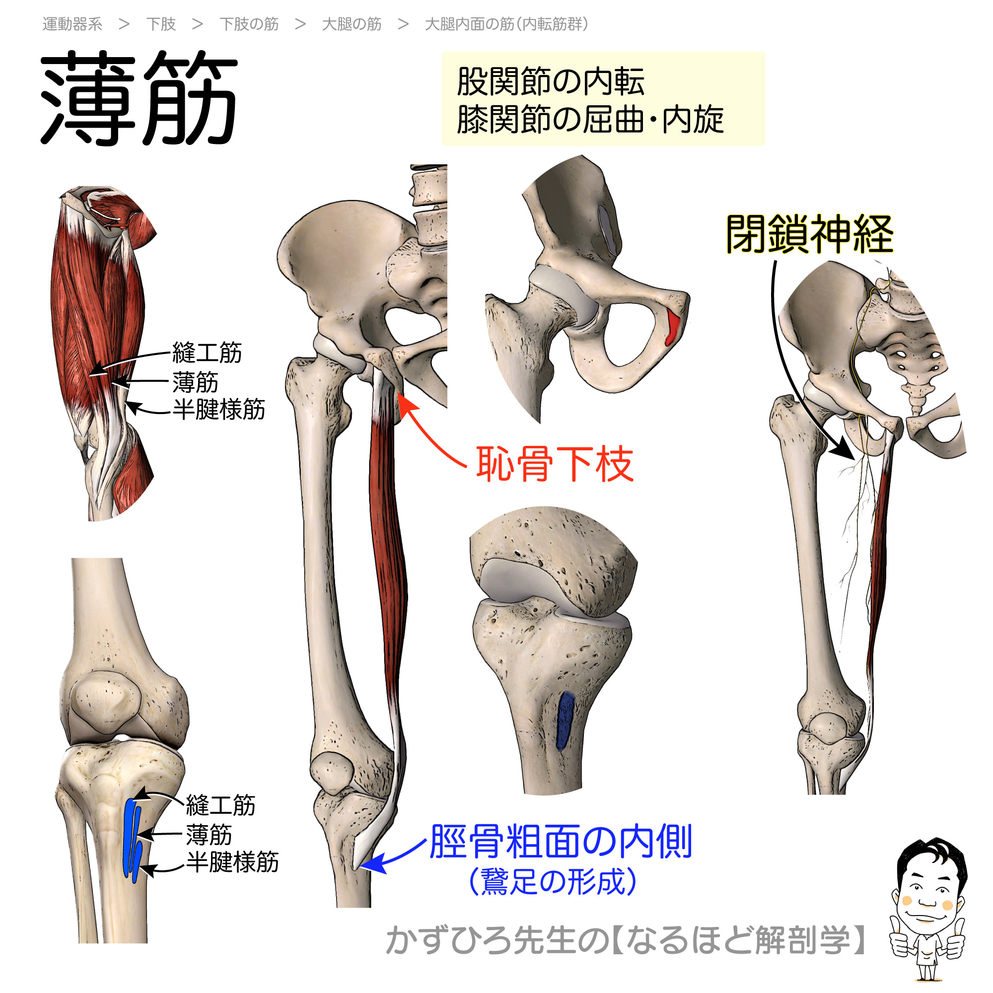 薄筋の起始 停止 支配神経と作用 Gracilis 暗記用画像付き 徹底的解剖学