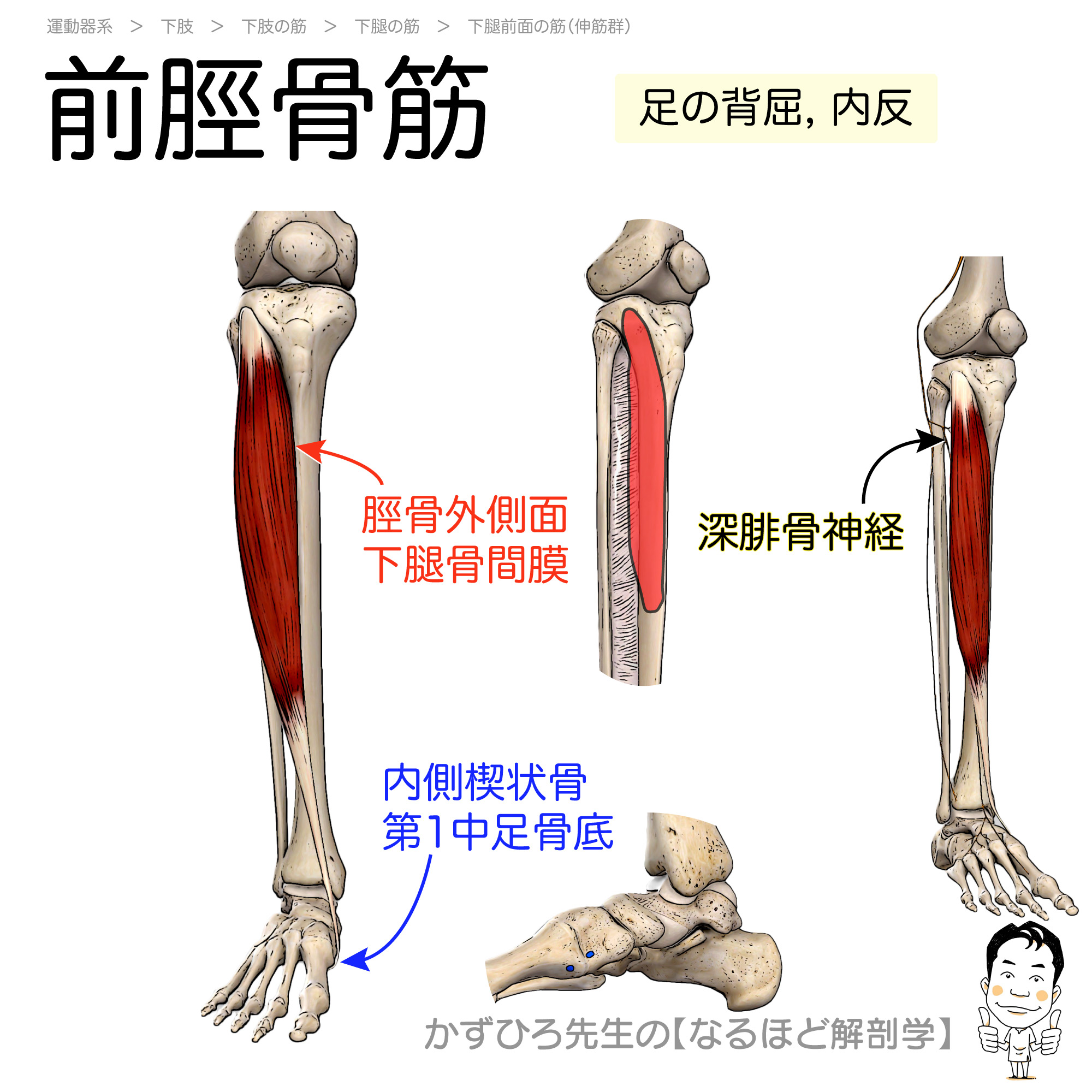 前脛骨筋の起始 停止 支配神経 Tibialis Anterior 暗記用画像付き 徹底的解剖学