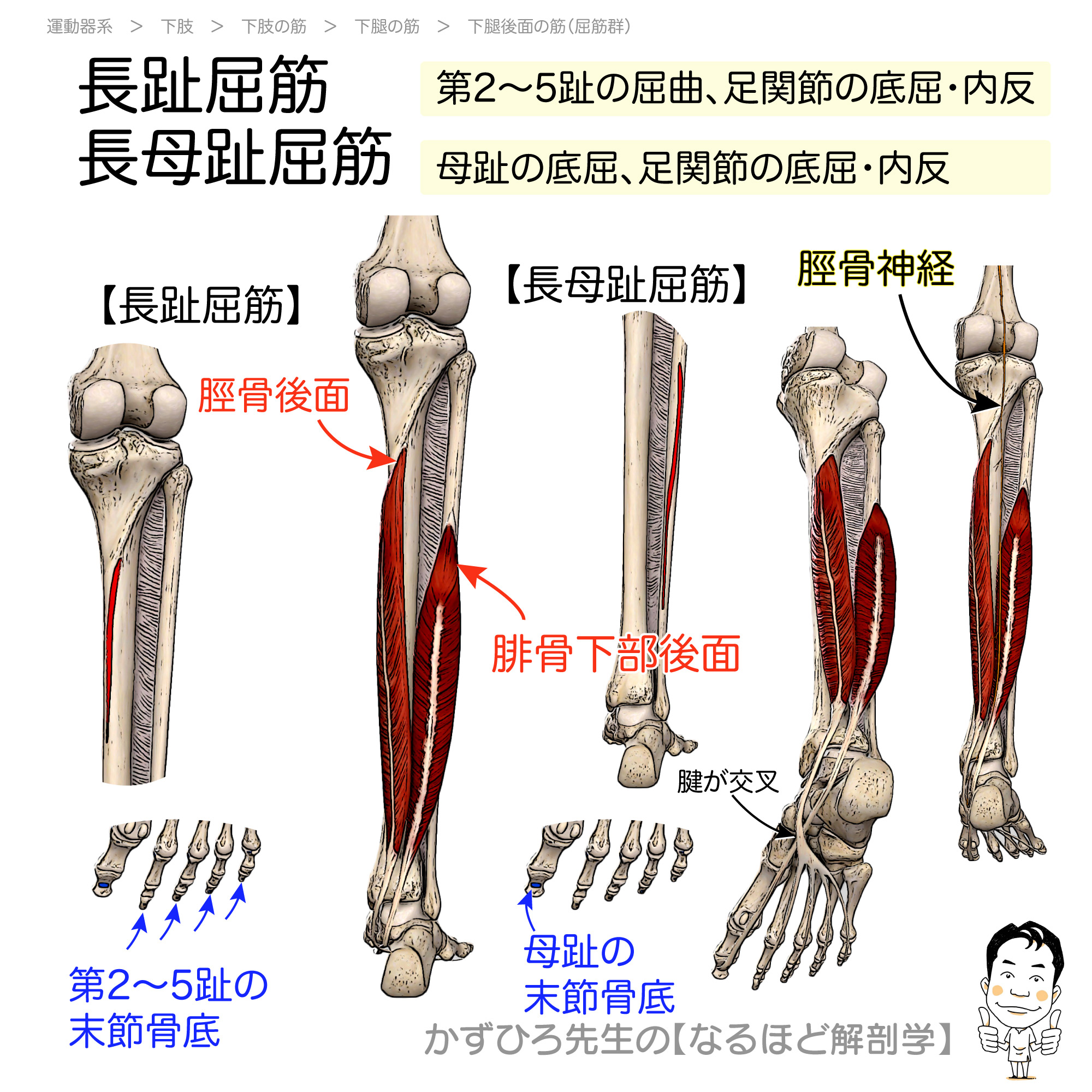 屈筋 支 帯 と は